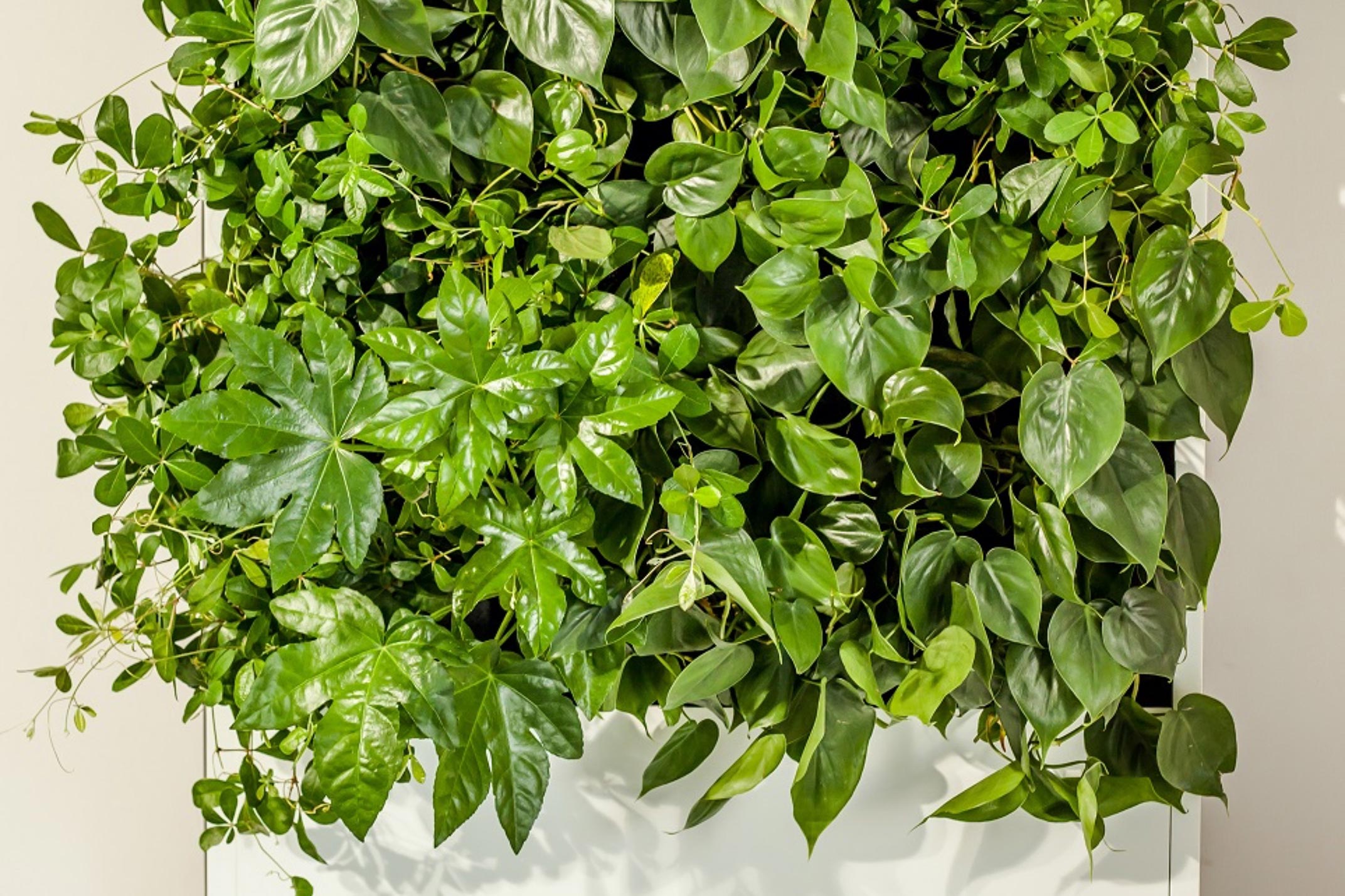 Widok roślin na panelu ściennym